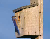 photo of a western bluebird